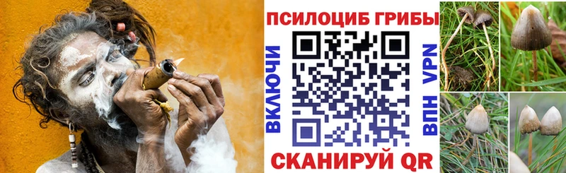 blacksprut онион  хочу наркоту  Сольвычегодск  Псилоцибиновые грибы Psilocybe 